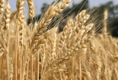 Gandum dan Kesehatan Pencernaan: Melancarkan Sistem Pencernaan dengan Kekuatan Serat Gandum!