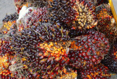 Digitalisasi dalam Manajemen Kebun Sawit, Menuju Efisiensi dan Keberlanjutan