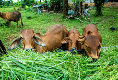 Progam Ketahanan Pangan di Lubuk Cabau Lanjutkan Pengembangan Sapi 