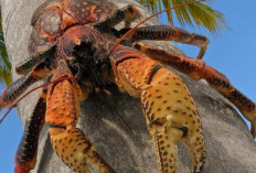 Kepiting Kelapa Mengungkap Bahaya di Balik Kecantikan Kulitnya