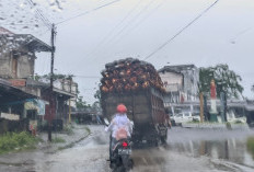 Truk TBS Tanpa Jaring Pengaman Mengancam Keselamatan, Harus Ditindak Tegas