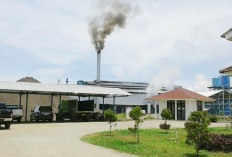 Harga TBS Sawit Menuju Rp 3000 Per-Kg