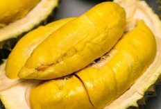 Jangan Ngaku Sultan Pencinta Durian Kalau Belum Coba 5 Durian Berikut Ini 