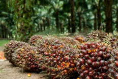 Kontribusi Industri Sawit terhadap Perekonomian Nasional, Pilar Ekonomi dan Tantangan Keberlanjutan