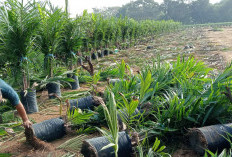 Masyarakat Talang Buai Lanjut Garap Lahan KMD