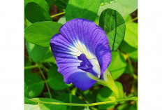 Biru Menawan, Rasa Sehat Bunga Telang, Pewarna Alami untuk Cita Rasa Kuliner Anda