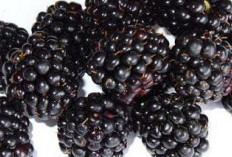 Turunkan Gula Darah Secara Alami! Ini 8 Buah Ampuh yang Bantu Stabilkan Kesehatan Anda