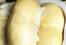 Durian Misterius  Si Honje dari Kabupaten Pandeglang, Banten, Isi Tebal