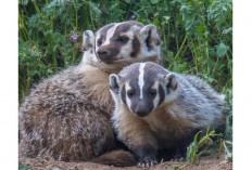  American Badger, Si Pejuang Tangguh dari Amerika Utara