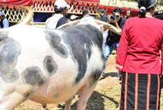 Kerbau Putih Tana Toraja Simbol Keberuntungan dan Harga Fantastis