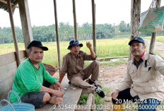 Minim Bahan Baku, Petani Selagan Raya Belum Tertarik Gunakan Pupuk Organik 