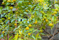 Rajin Makan 10 Buah-Buahan Ini Membantu Mengurangi Risiko Diabetes Tipe 2, No 9 Buah Ini Selalu Ada