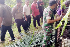 Kades Tunggal Jaya Bakal Usulkan Perpanjangan Pemasangan Perangkap 