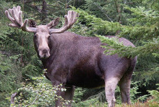 Fakta-Fakta Mengejutkan tentang Moose: Rusa Terbesar di Dunia yang Selama Ini Tak Kamu Ketahui!