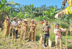 Dihantam Hama, Program Jagung Sadesahe Sidodadi Gagal Panen 