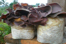 Panduan Lengkap Budidaya Jamur Kuping: Dari Persiapan hingga Panen