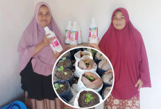 Pemdes Lubuk Gedang Ikut Lomba Tanam Cabai Satu Desa Seratus Rumah