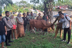 Teluk Bakung Kembangkan Ternak Sapi Program Ketahanan Pangan Tahun 2024