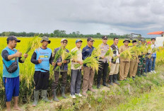 Penanaman Padi Ketahanan Pangan Desa Sumber Makmur Bakal Berlanjut