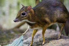 Rusa Tikus (Tragulus javanicus), Si Mungil Penghuni Hutan Jawa