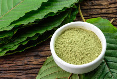 Kratom Tumbuhan yang Di Gunakan Untuk Keperluan Pengobatan Tradisional, Simak Penjelsanya di sini! 