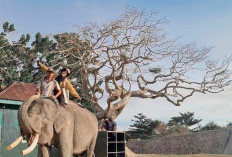 Wisata Edukasi, Pusat Latihan Gajah (PLG) Sebelat 