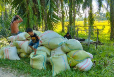 Petani Padi Selagan Raya Mulai Panen Harga Jual Padi Tembus Hanya Segini