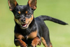 Pilihanku yang Kecil dan Setia, 5 Rekomendasi Anjing Kecil yang Cocok Dipelihara