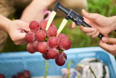 Ruby Roman Grapes: Permata Merah dari Ishikawa