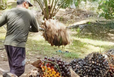 Kenaikan Harga Sawit tak Diikuti Upah Panen 