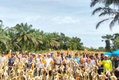 Pemdes Sungai Ipuh Dua Sukses Jalankan Program Sadesahe