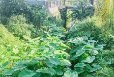 Antisipasi Banjir, Warga Dusun Dua Ujung Padang Minta Normalisasi Parit Sepanjang 4 Kilometer