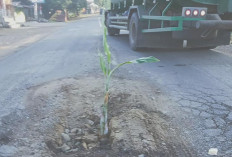 Protes Jalan Rusak, Warga Lubuk Gedang Tanam Pisang di Tengah Jalinbar 