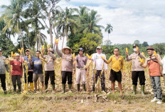 Pemdes Sungai Ipuh Perdana Panen Bersama Jagung Ketahanan Pangan 