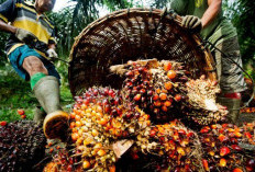 Investasi Asing dalam Sektor Perkebunan Sawit, Tantangan dan Peluang di Tengah Kontroversi