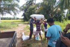 Hasil Panen Padi Petani Meningkat, 1 Hektar Tembus 8 Ton 