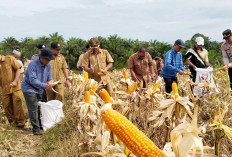 TPKK Bunga Tanjung Panen Jagung Sadesahe, Segini Target Hasil Panen 