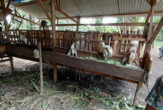Ternak Kambing Bisnis Sampingan yang Menguntungkan