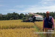 Maju Selangkah, Petani Selagan Raya Gunakan Mesin untuk Panen Padi