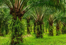Simak, Informasi Umum Tentang Kelapa Sawit yang Jarang diketahui