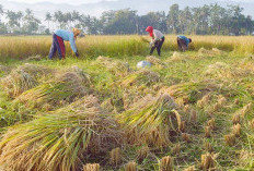 Benarkah Panen Padi Sawah Bisa Gagal Bila Tidak Mematuhi Adad dan Tradisi Nenek Moyang? 