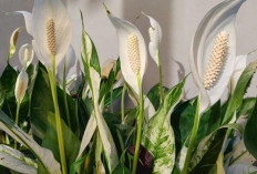 Peace Lily: Simbol Kedamaian yang Memurnikan Udara dan Menambah Kesejukan Ruangan