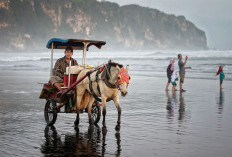 Kesegaran Pantai Parangtritis: Menikmati Kelapa Muda di Tengah Deburan Ombak