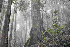 Hasil Operasi Satgas PKH Jutaan Ha Hutan Dikembalikan ke Negara 