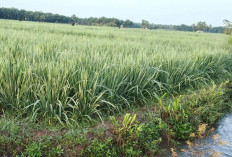 Sebagian Padi di Arah Tiga Mulai Bunting, Petani Menaruh Harapan Besar Soal Harga Gabah