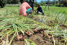 Pengembangan Bawang Merah di Mukomuko, Potensi yang Sedang Digali 