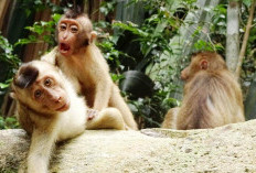 Unik Begini Cara Mengusir Monyet dari Kebun Sawit 