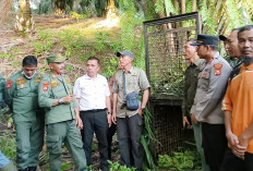 Sudah Aman, BKSDA Bakal Ambil 3 Perangkap Harimau 