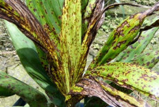 Penyakit Percak Daun Pada Tanaman Sawit Salah Satu Permasalahan yang Sering ditemui, Simak Informasinya disini