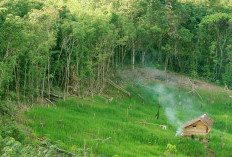 Begini Suku Dayak: Menjaga Warisan Alam di Kalimantan